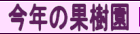 今年のピオーネの状況です
